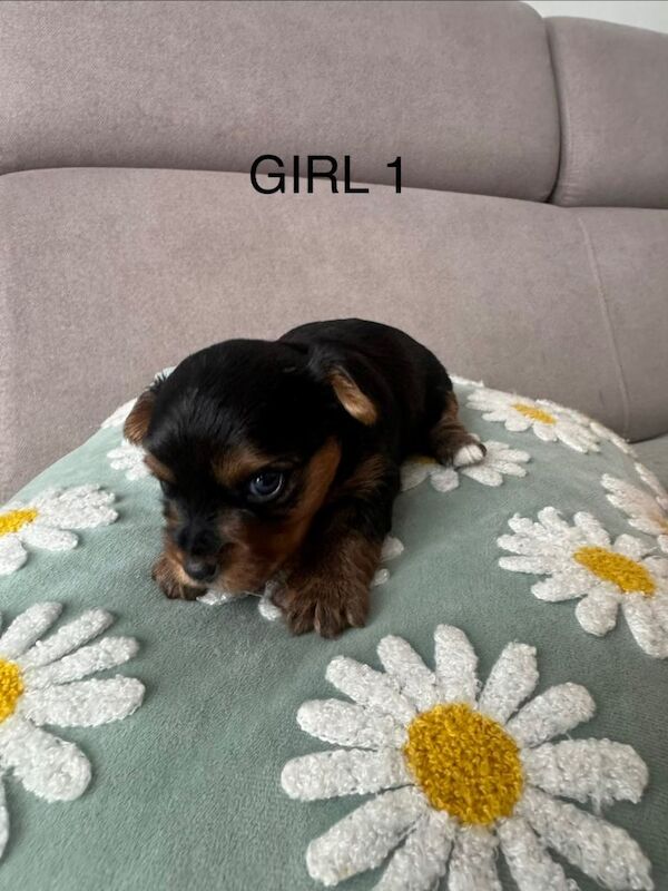Yorshire terrier 1 boy 2 girls for sale - Image 3 of 5