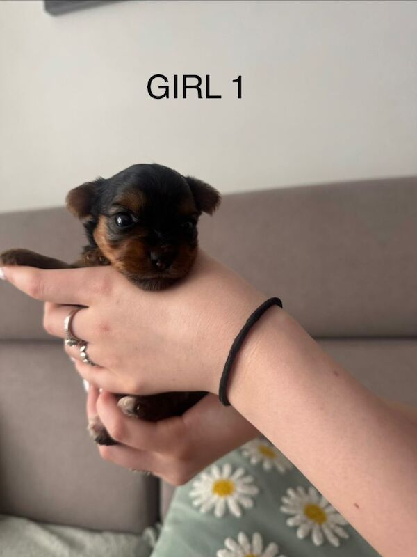 Yorshire terrier 1 boy 2 girls for sale - Image 4 of 5