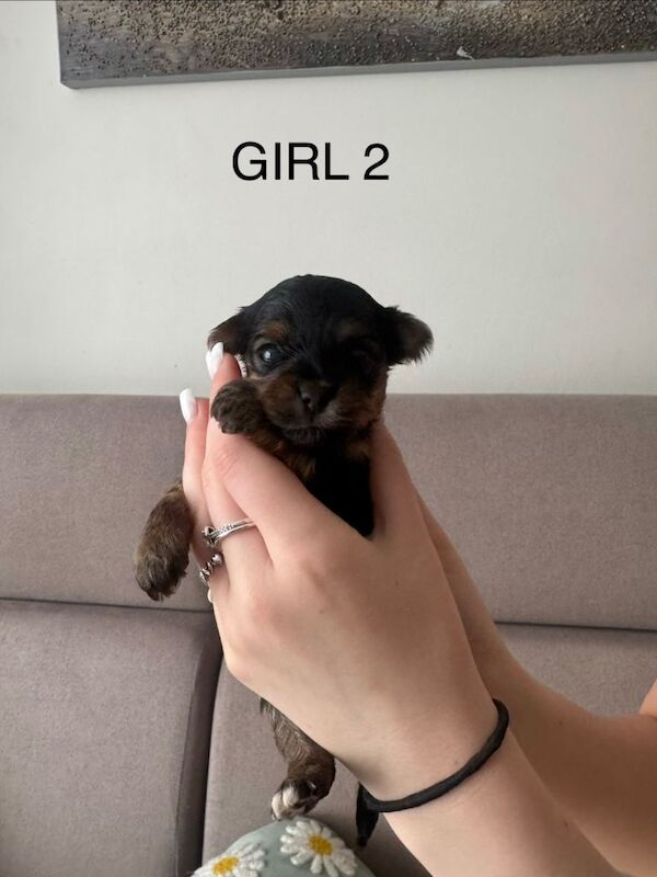 Yorshire terrier 1 boy 2 girls for sale - Image 5 of 5