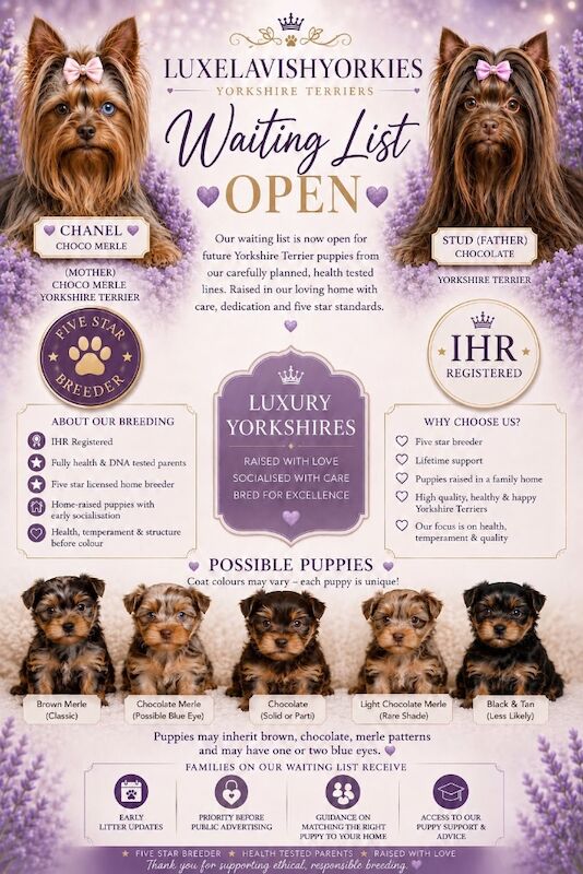 Kennel Club Registered Yorkshire Terrier Puppies For Sale