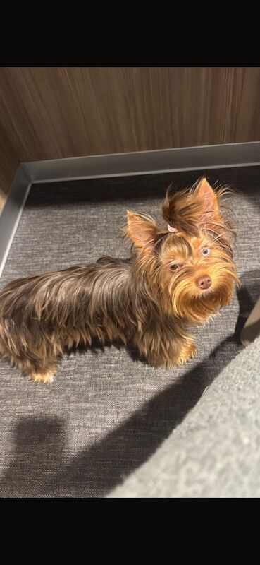 Your Little Yorkie Dream Starts Here - Image 2 of 3