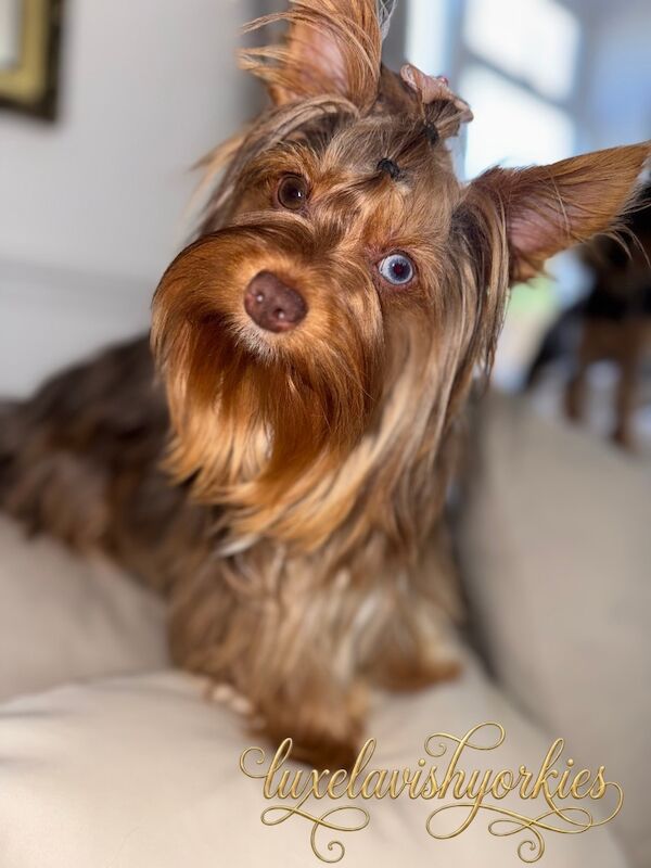Your Little Yorkie Dream Starts Here - Image 3 of 3