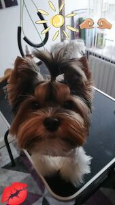 Maria - Licensed Yorkie Breeder