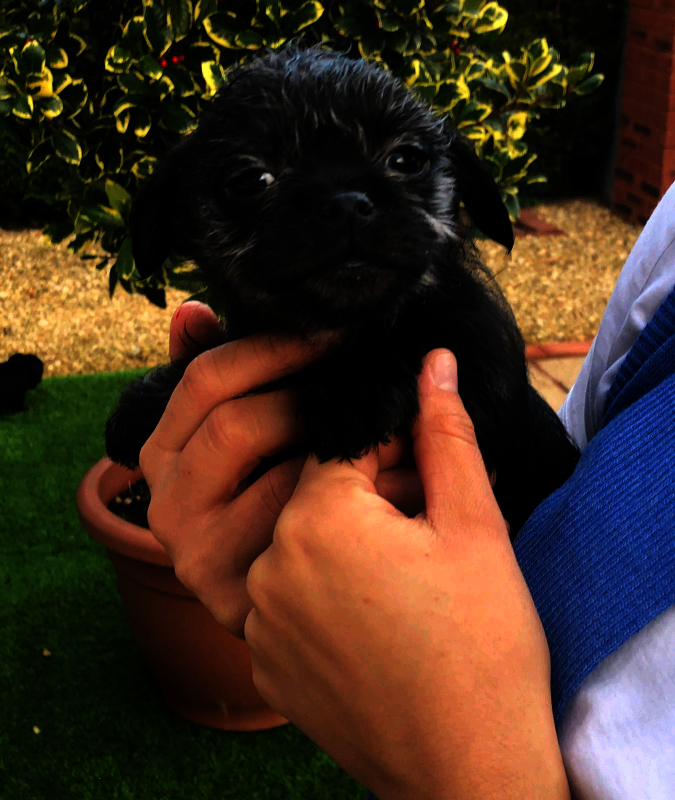 Mandy S - Yorkie breeder