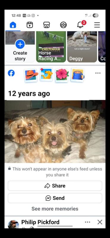 Ann-Marie Costello - Private Seller on Yorkie Owners - Image 1
