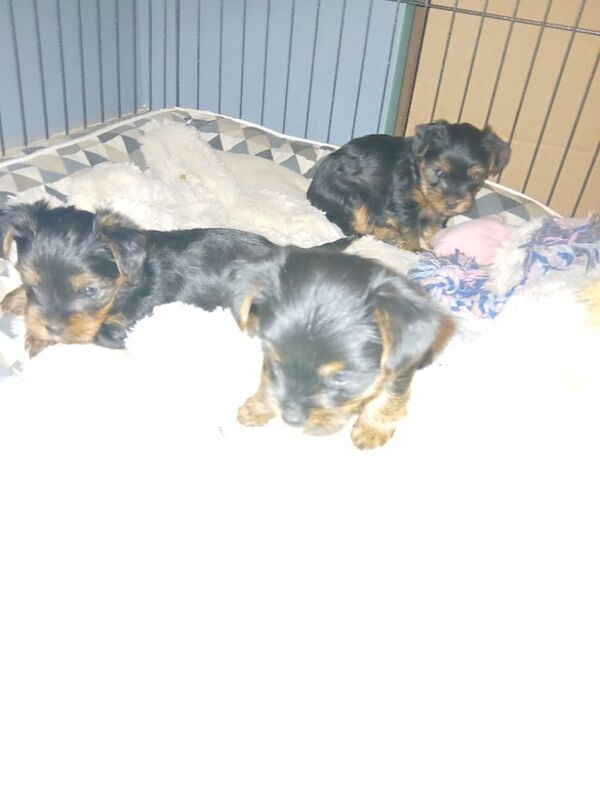 Ann-Marie Costello - Private Seller on Yorkie Owners - Image 3