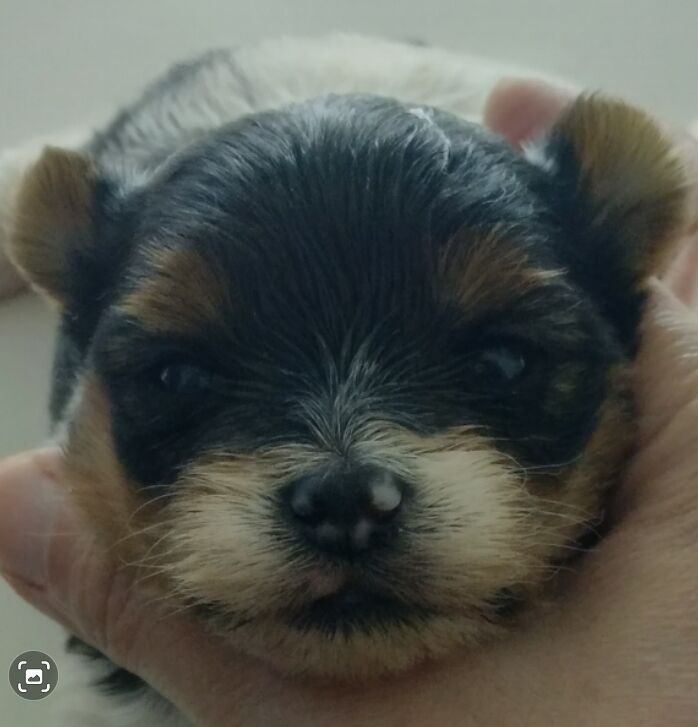 Maria - Private Seller on Yorkie Owners - Image 1