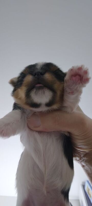 Maria - Private Seller on Yorkie Owners - Image 4