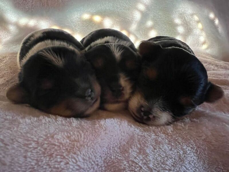 Maria - Private Seller on Yorkie Owners - Image 5