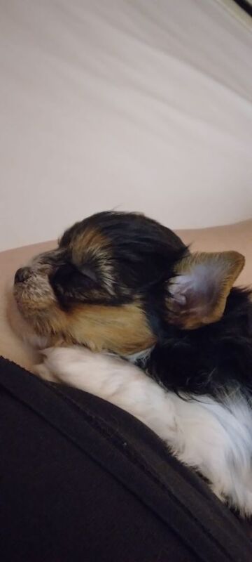 Maria - Private Seller on Yorkie Owners - Image 6