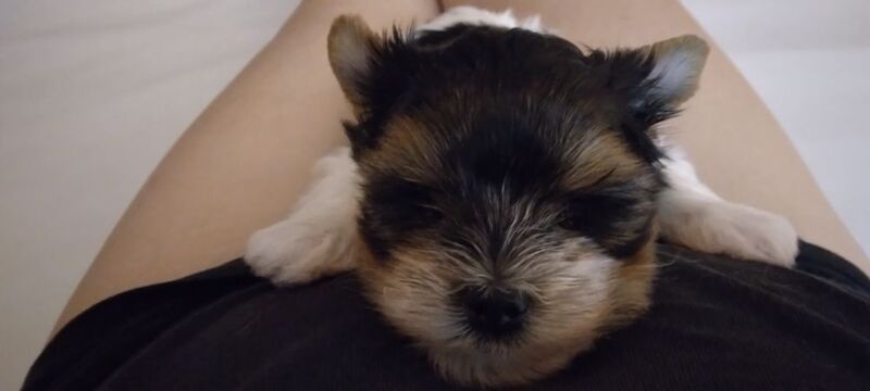 Maria - Private Seller on Yorkie Owners - Image 7