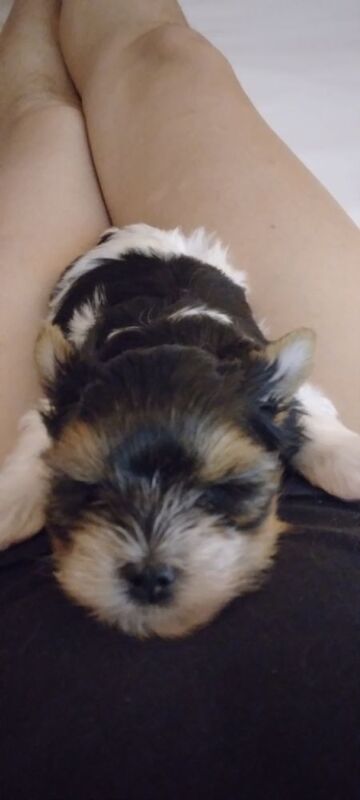 Maria - Private Seller on Yorkie Owners - Image 8