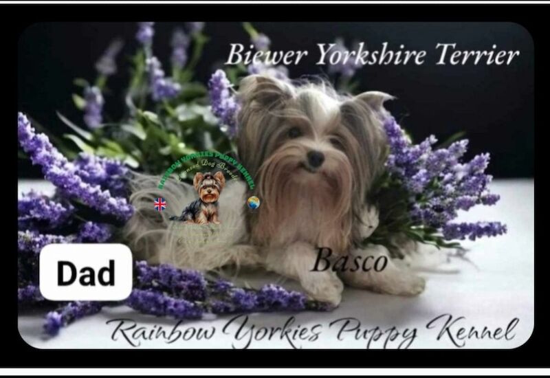 Yorkshire Terrier - Licensed Yorkie Breeder - Image 2