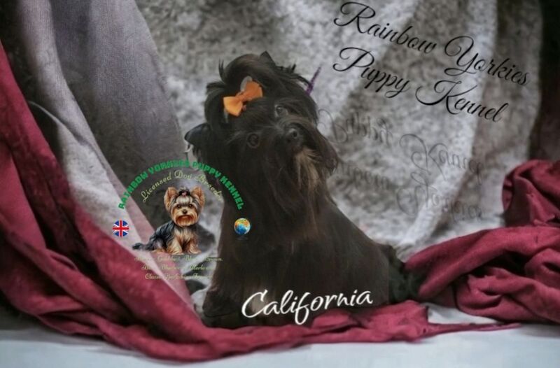 Yorkshire Terrier - Licensed Yorkie Breeder - Image 3