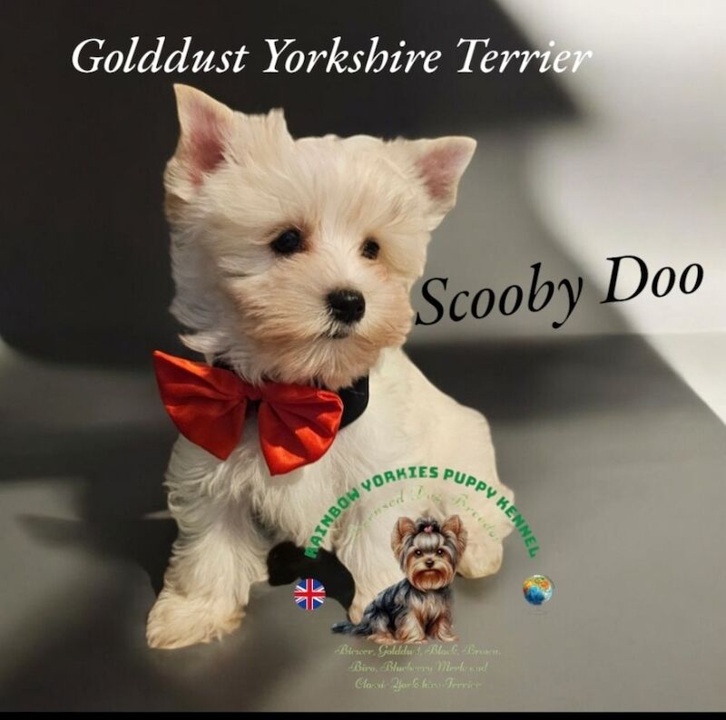 Yorkshire Terrier - Licensed Yorkie Breeder on Yorkie Owners - Image 4