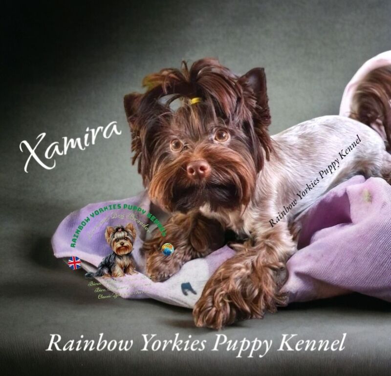Yorkshire Terrier - Licensed Yorkie Breeder on Yorkie Owners - Image 5