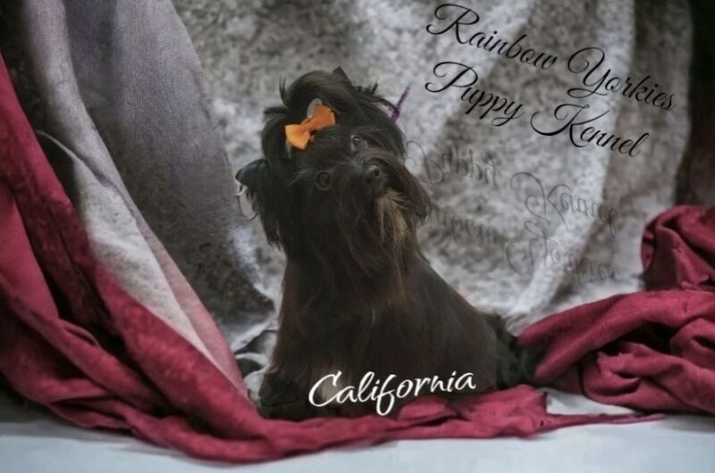 Yorkshire Terrier - Licensed Yorkie Breeder - Image 6