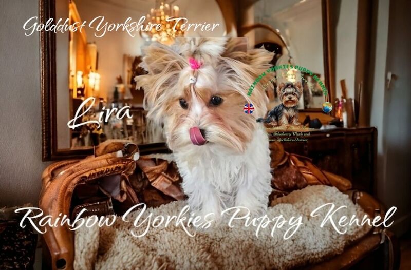 Yorkshire Terrier - Licensed Yorkie Breeder on Yorkie Owners - Image 7