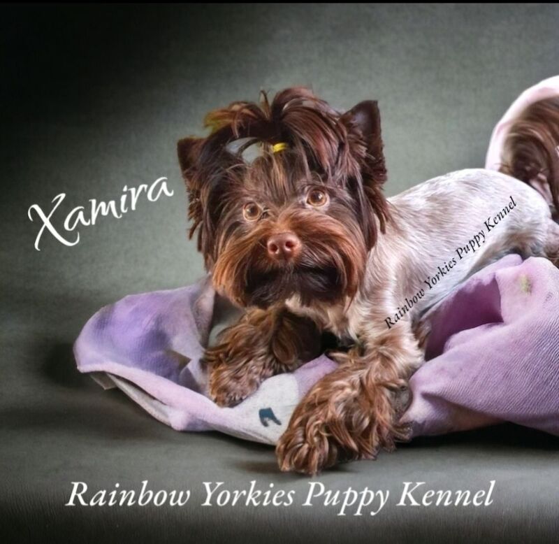 Yorkshire Terrier - Licensed Yorkie Breeder - Image 8