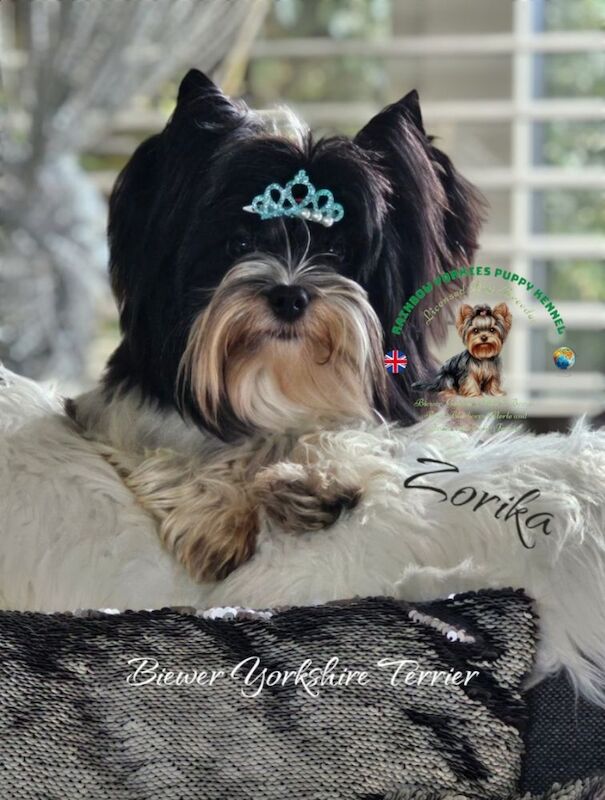 Yorkshire Terrier - Licensed Yorkie Breeder - Image 9