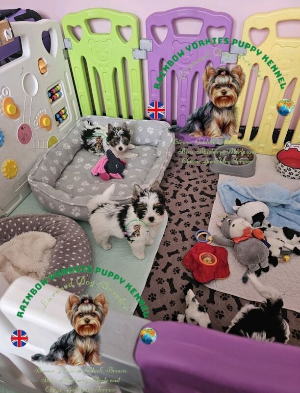 Yorkshire Terrier - Licensed Yorkie Breeder - Image 10